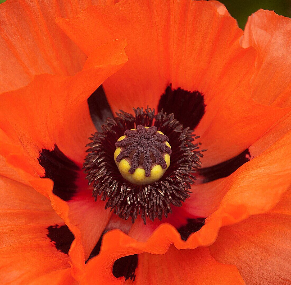 Poppy flower (Papaver orientale)