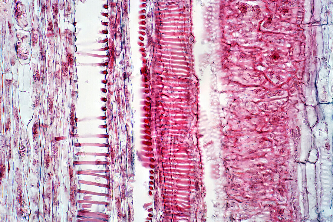 Plant vascular tissue, light micrograph