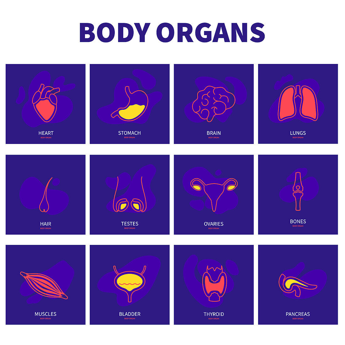 Human body organs, conceptual illustration