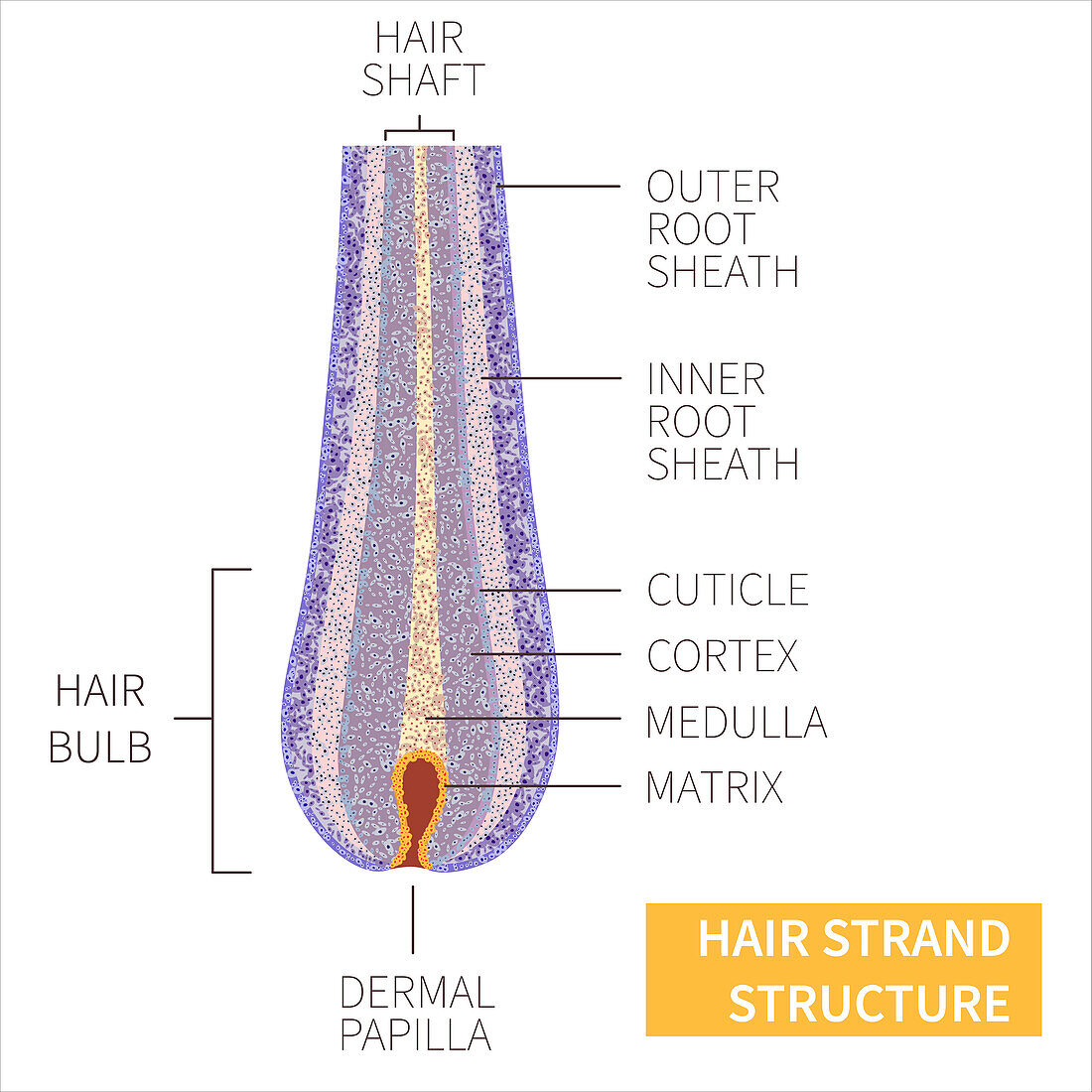 Hair strand structure, illustration