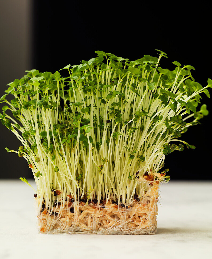 Fresh cress with roots