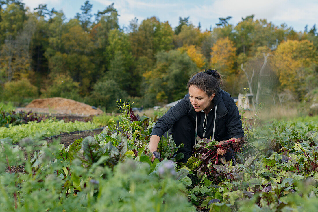 Female farmer working in vegetable garden