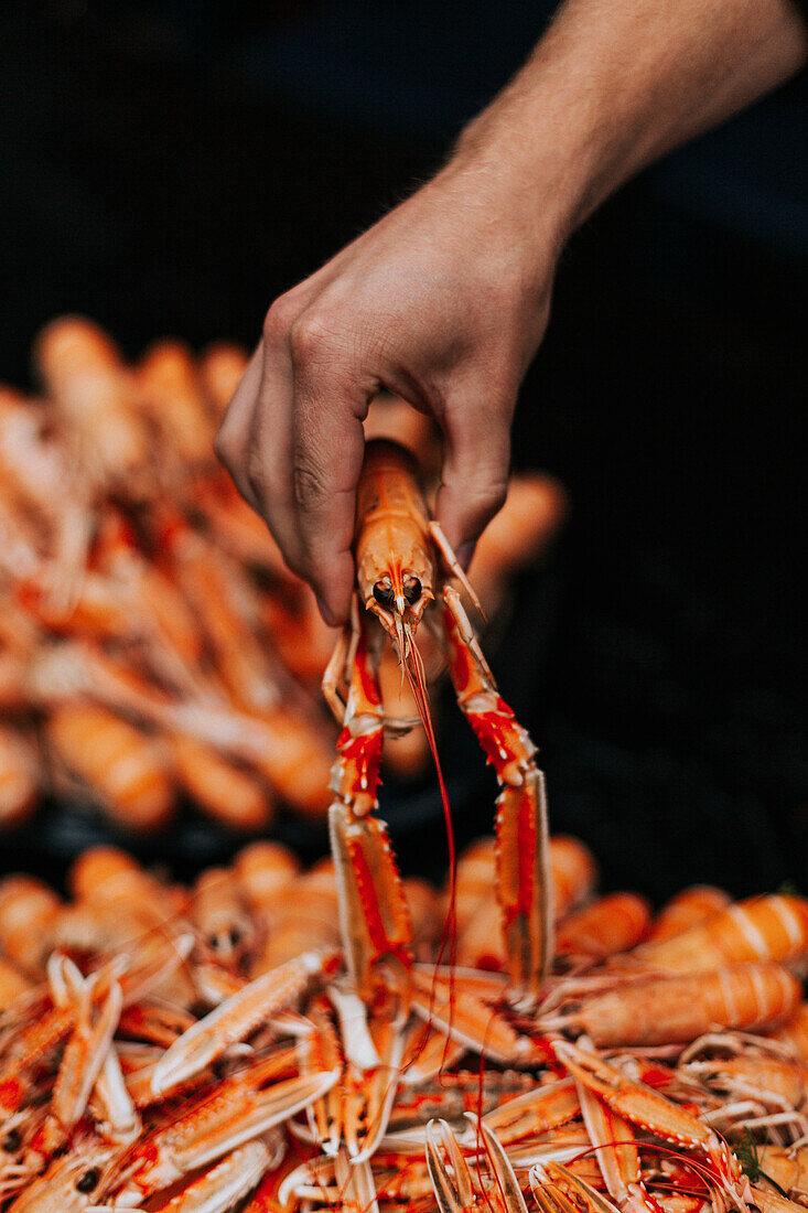 Hand holding crayfish