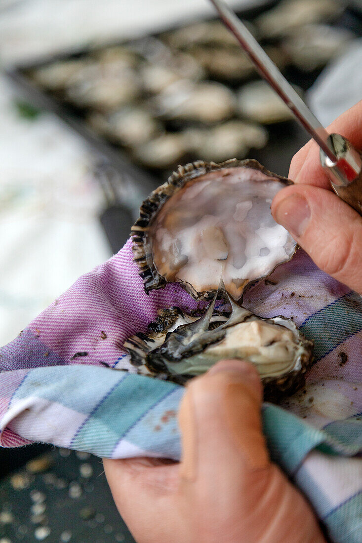 Opening oyster shell