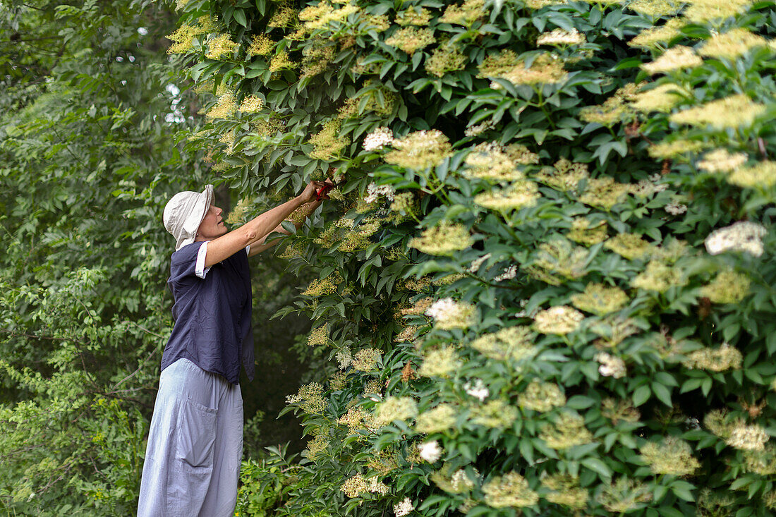 Senior woman collecting elderflowers