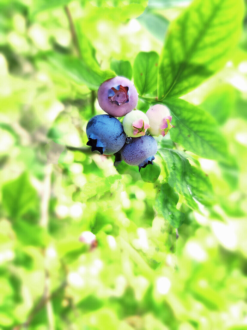 Blaubeeren am Strauch