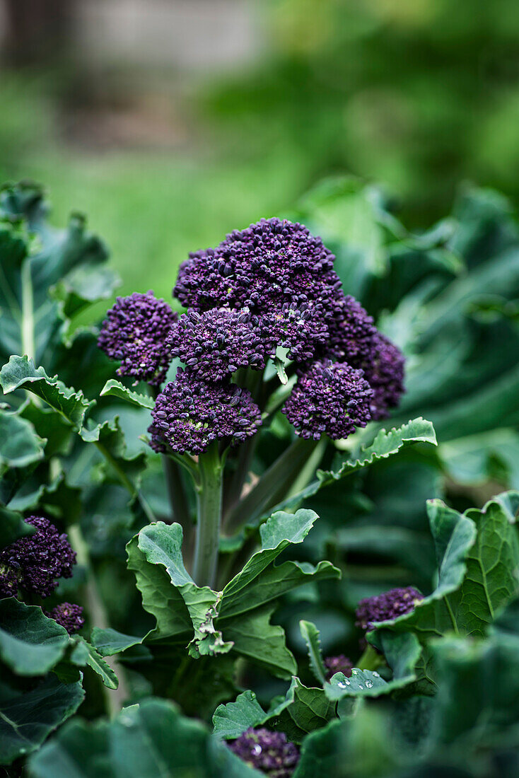 Purple Sprouting Broccoli in a garden