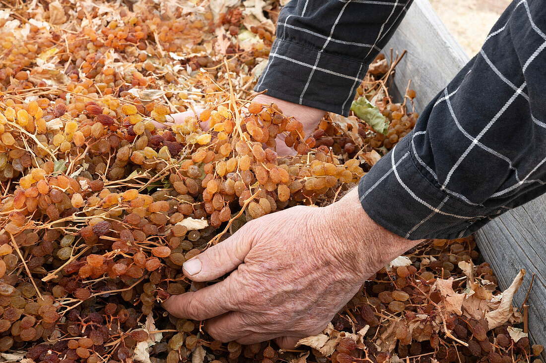 Man s hands holding dried sun muscat grapes.