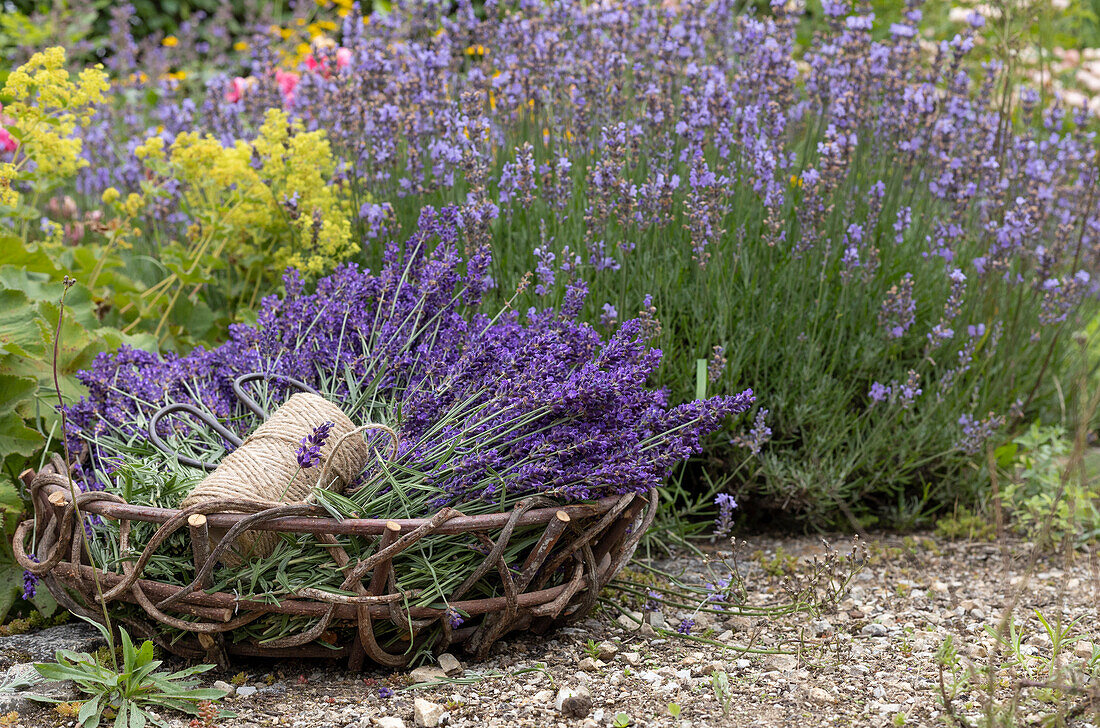 Freshly picked lavender in a basket next to bed of lavender and lady's mantle