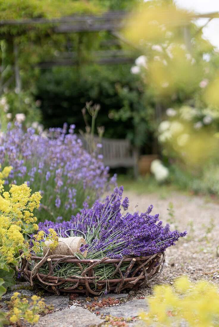 Freshly harvested lavender in a basket at the bed with lavender and lady's mantle