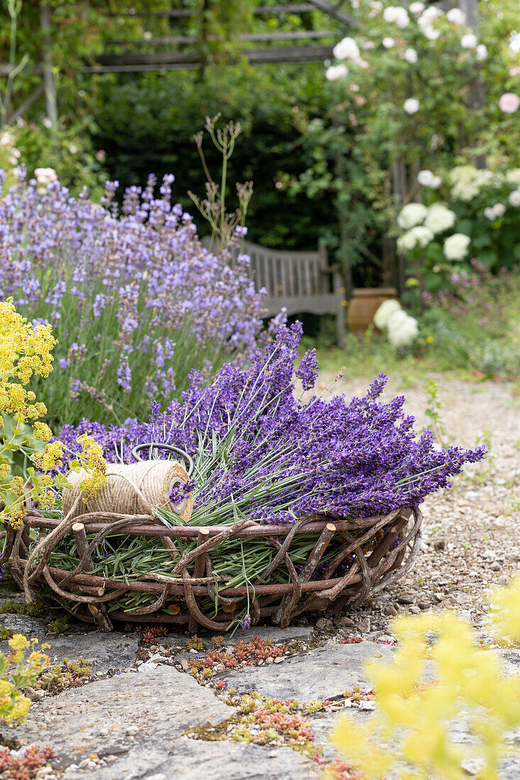 Frisch geernteter Lavendel im Korb am Beet mit Lavendel und Frauenmantel, im Hintergrund Pavillon mit Kletterrose
