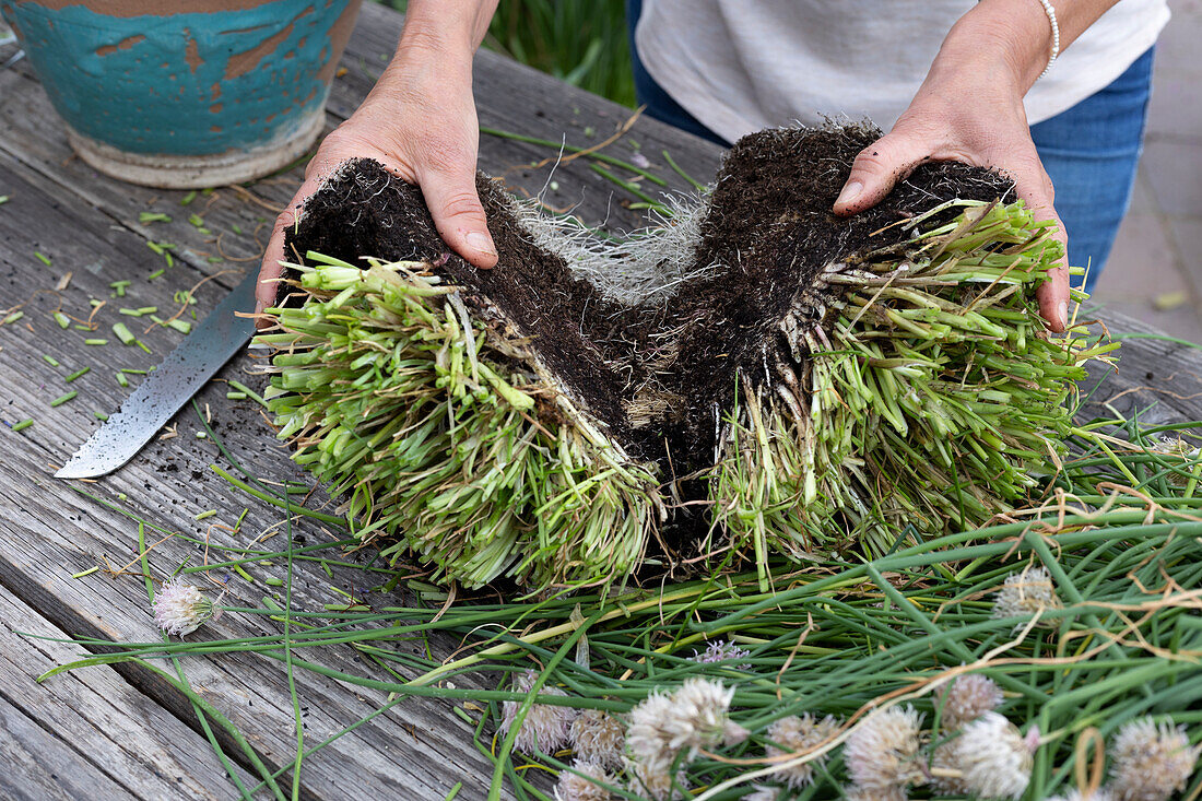 Chives cut back, divided and planted in smaller pots