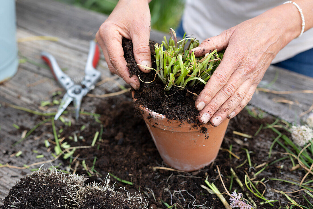 Chives cut back, divided and planted in smaller pots