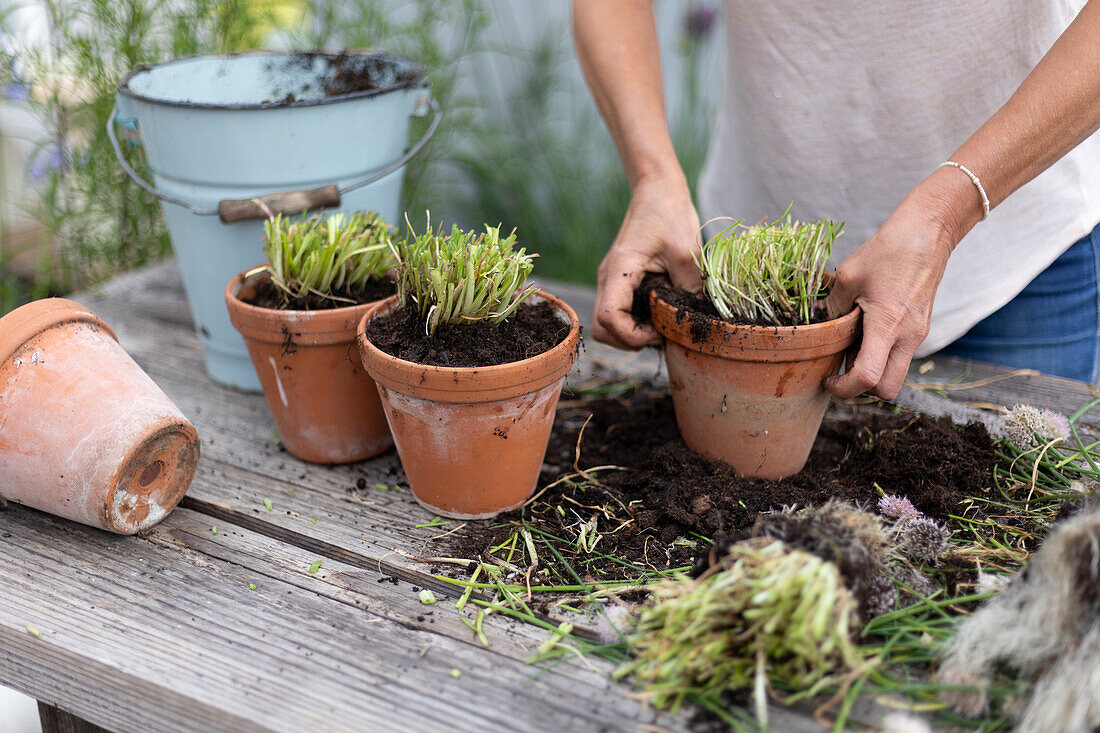 Chives cut back, divided and planted in smaller pots