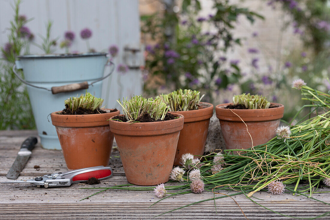 Chives cut back, divided and planted in smaller pots