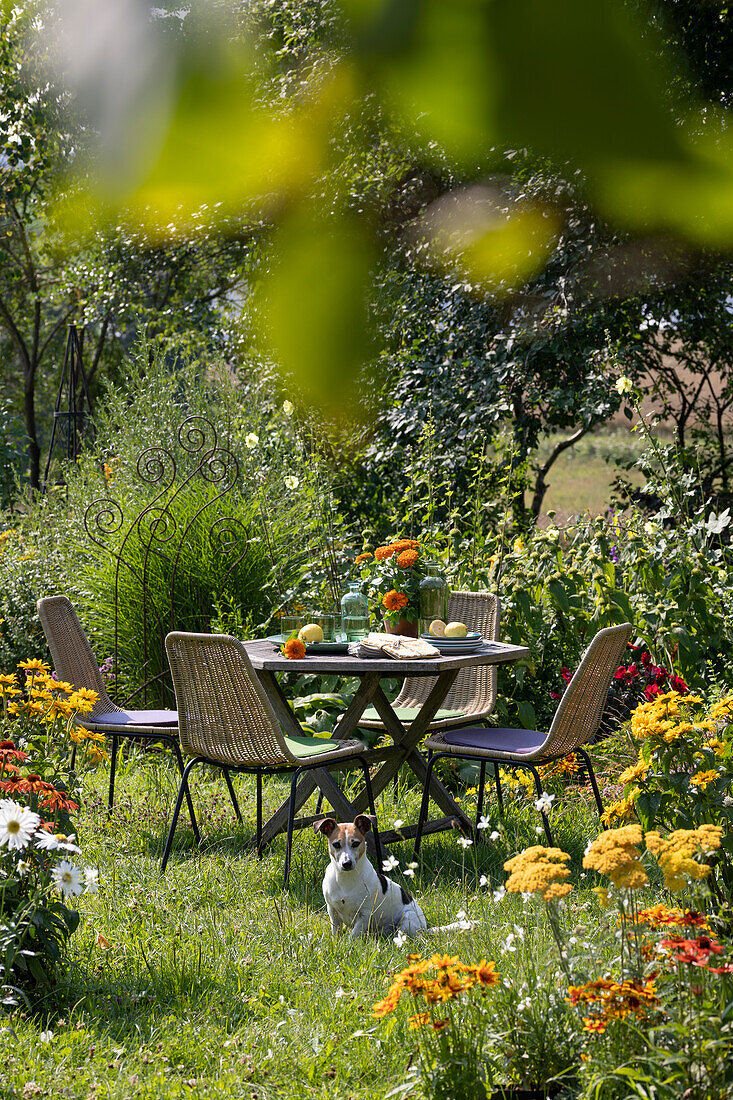 Table on the lawn in the garden between perennial beds, dog Zula