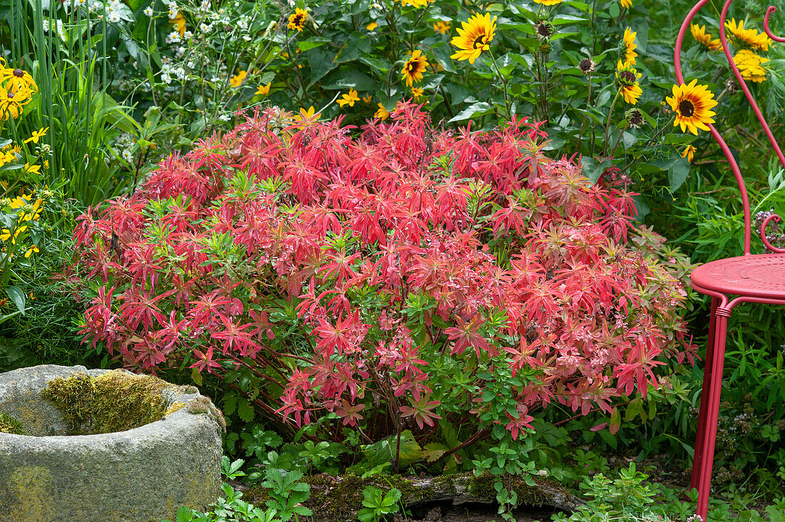 Milkweed 'Fireglow' with bright red leaves