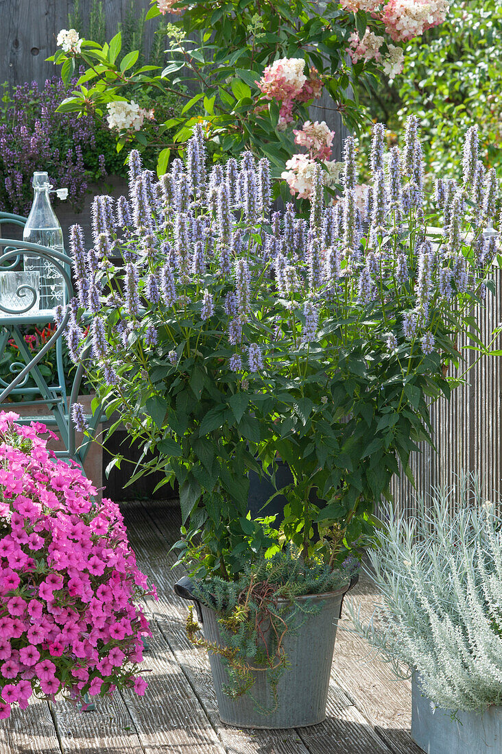 Anise Hyssop 'Blue Fortune' with Jenny's stonecrop in a zinc pot, Petunia Mini Vista 'Hot Pink' and curryplant