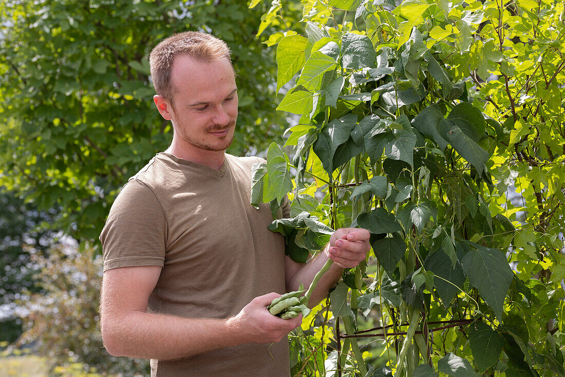 A man picking runner beans