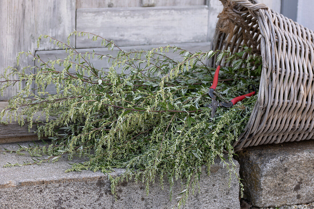 Freshly cut mugwort to dry as a spice or as an herb for smoking