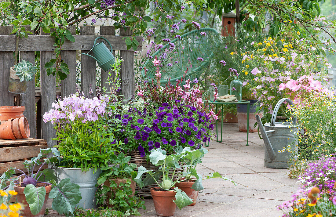 Terrace with cup mallows, petunia 'Mini Vista Violet', white gaura 'Lillipop Pink', verbena, kohlrabi and strawberry plant in clay pots, Acapulco chair