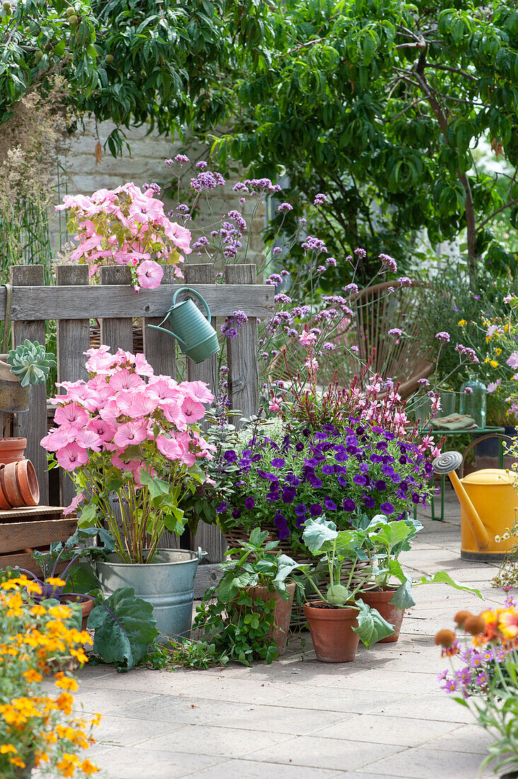 Terrace with cup mallows, petunia 'Mini Vista Violet', white gaura 'Lillipop Pink', verbena, kohlrabi and strawberry plant in clay pots