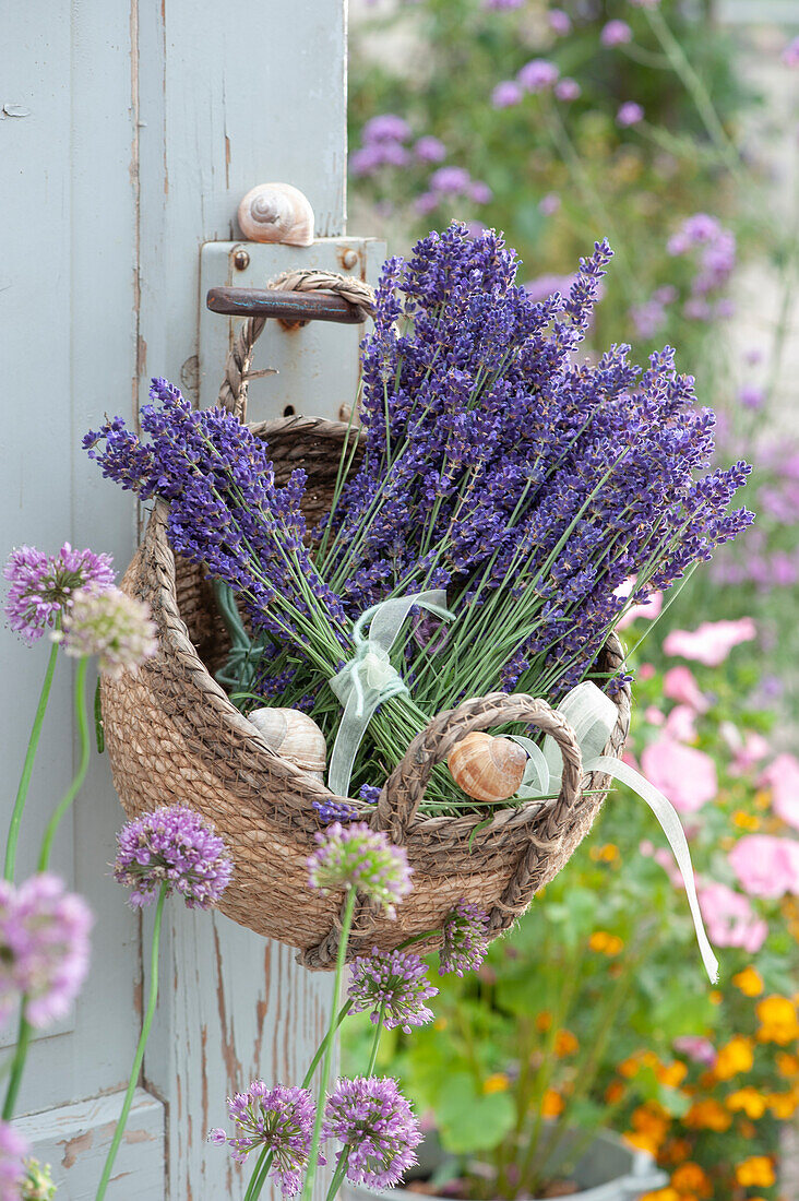 Basket with fresh lavender blossoms and lavender bouquet hung on door, empty snail shells as decoration