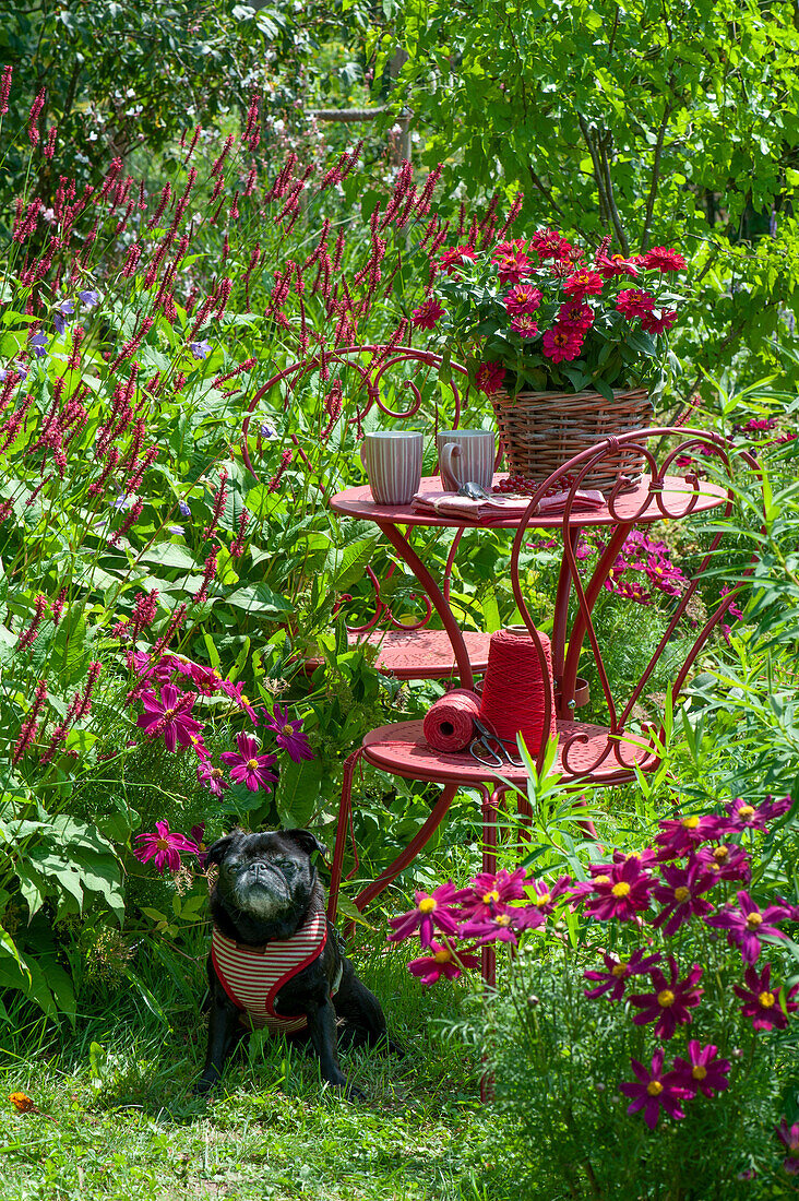 Small seating area by the flowerbed with Red bistort 'Blackfield' and decorative basket, basket with zinnias on the table, Paula the dog