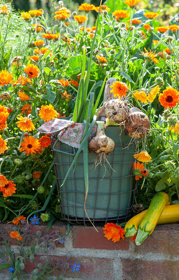 Marigolds in a walled raised bed, basket with freshly harvested onions and yellow courgettes