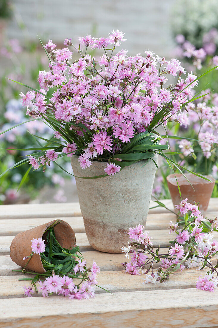 Bouquet of cuckoo carnation 'Petite Jenny' with grass, 