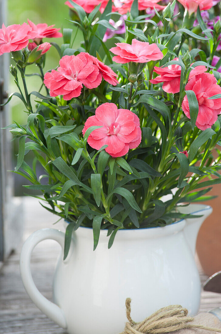 Devon Cottage 'Soft Red' carnation