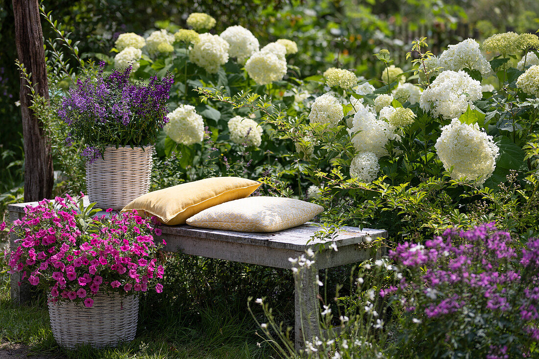 Basket with Angelonia 'Blue' 'Dark Violet' on bench with cushion, pink petunia in front, hydrangea 'Annabelle' behind it