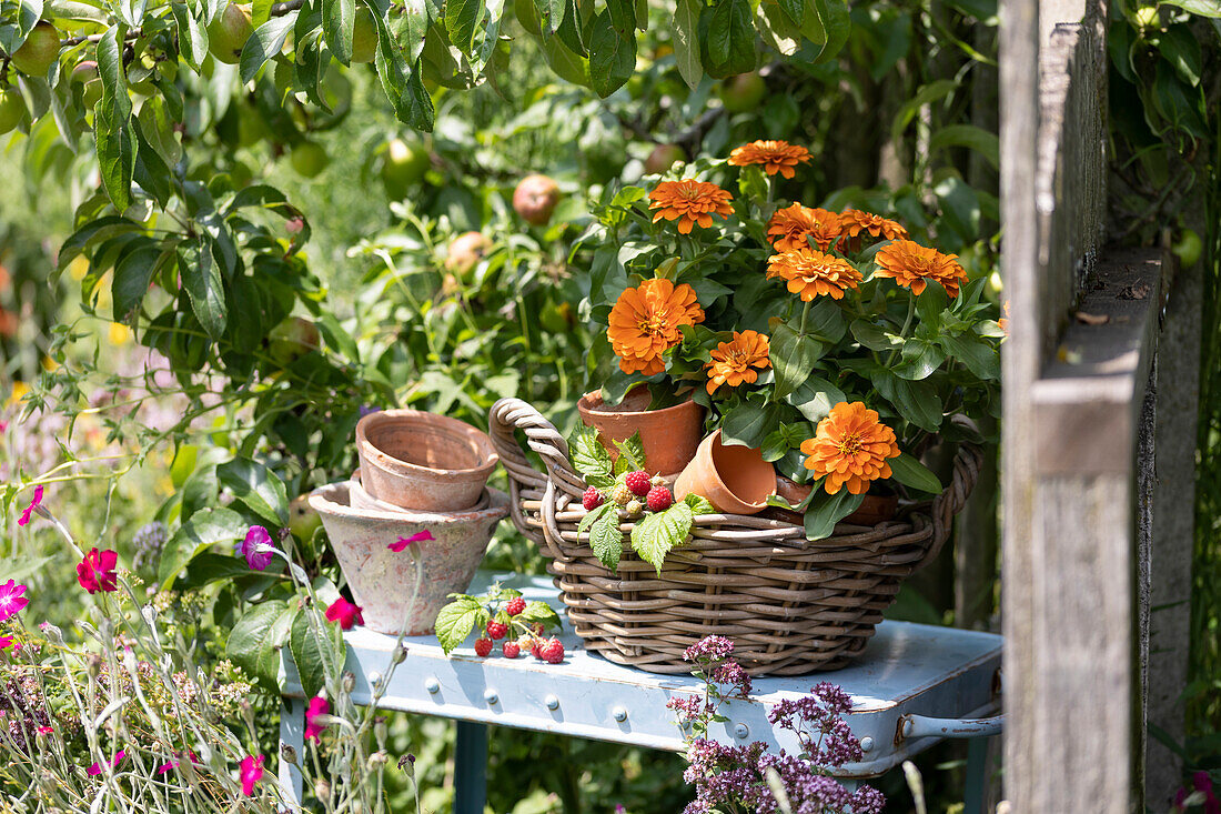 Basket with zinnias in clay pots and raspberry branch on a side table