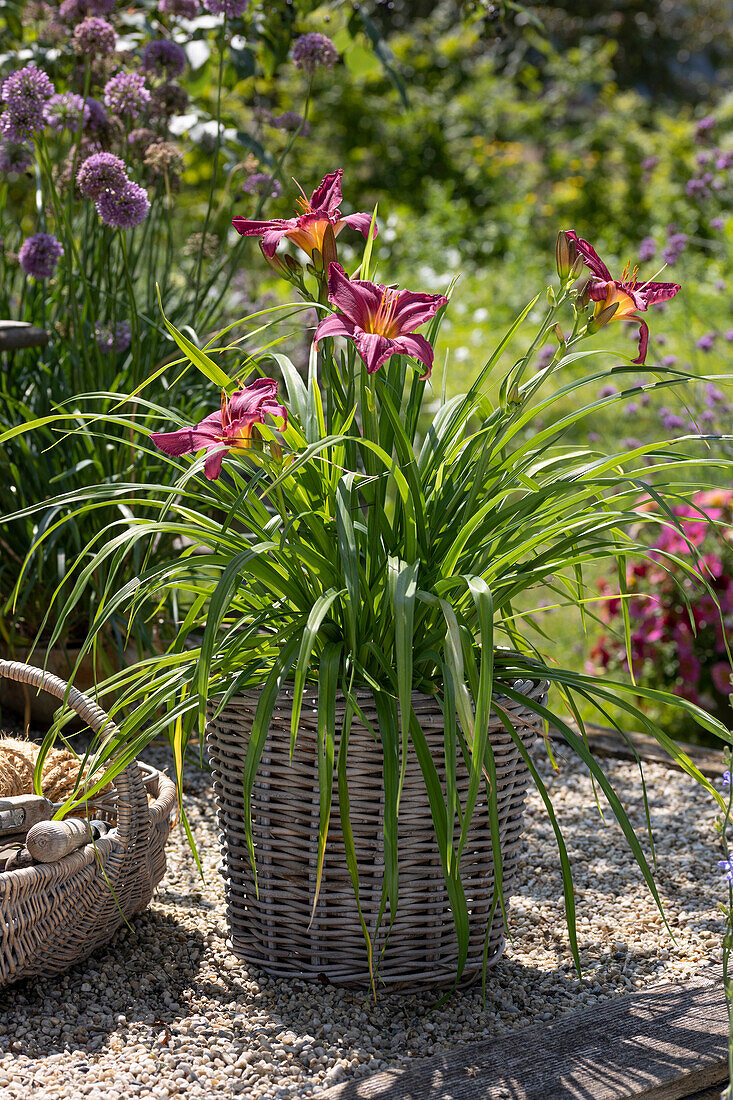 Hemerocallis (Daylily) in a basket