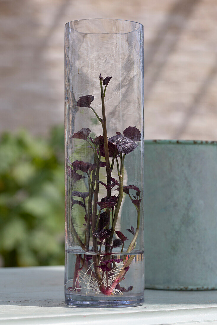 Hack for growing your own sweet potatoes: Sweet potato shoots are easy to root in water