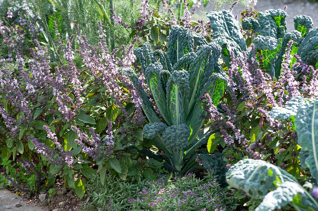 Mixed culture in the vegetable garden with Tuscan kale 'Nero di Toscana' and basil 'Magic Blue'.