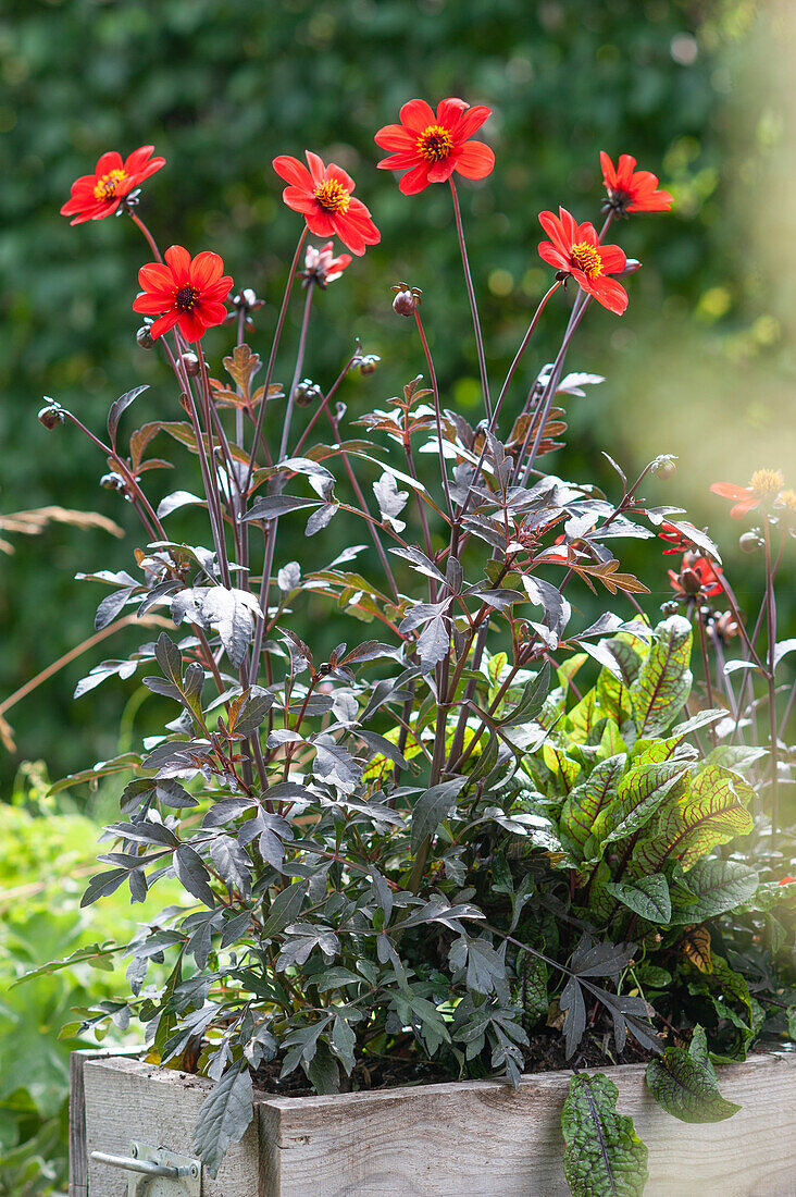 Dahlia 'Mystic Enchantement' with sorrel in a wooden box