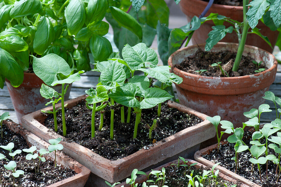 Sowing trays with vegetable seedlings of bush bean and black Spanish radish