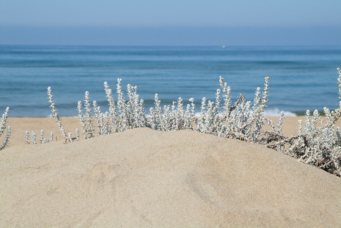 Otanthus growing on beach