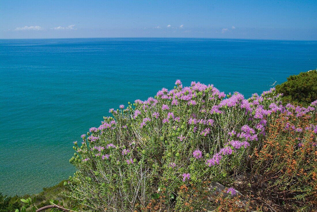 Thymus capitatus growing by coast