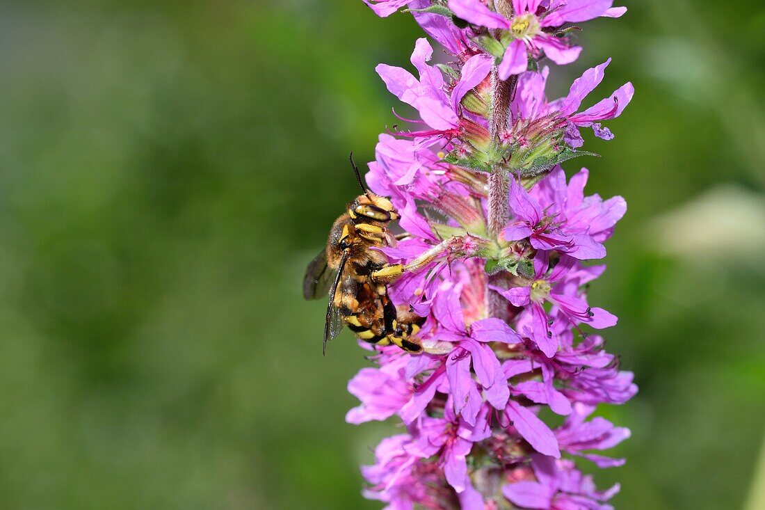 Purple loosestrife flowers with bee