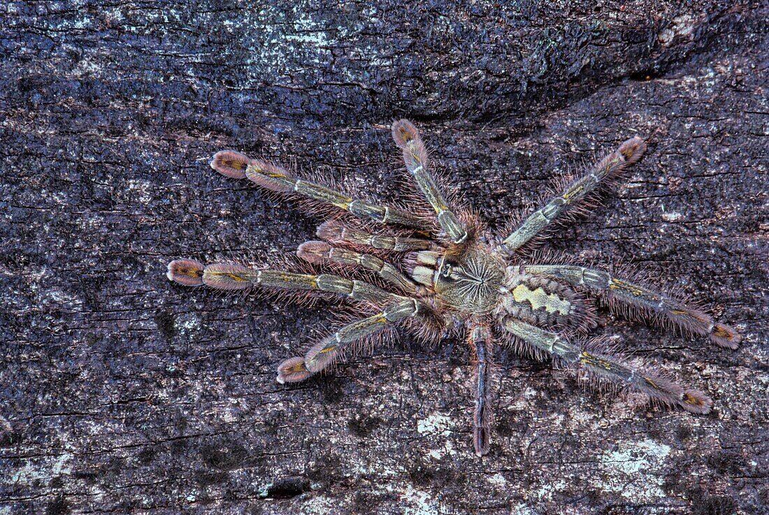 Slate-red ornamental tree spider in camouflage