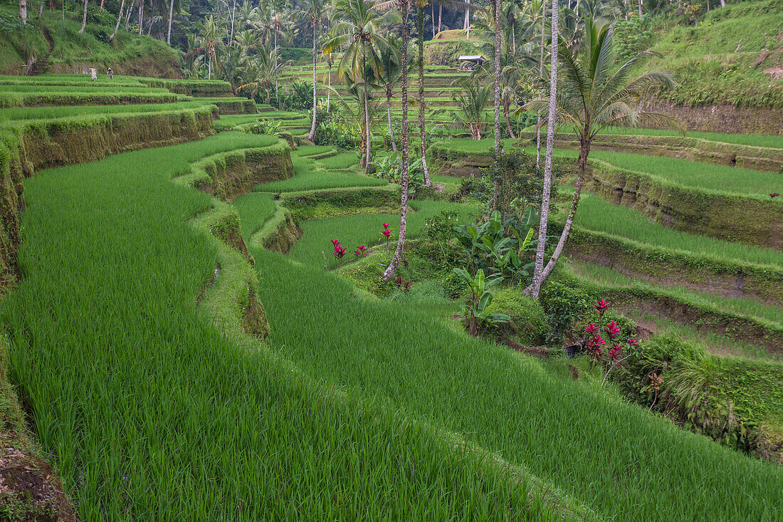 Terraced rice fields in central Bali, Indonesia