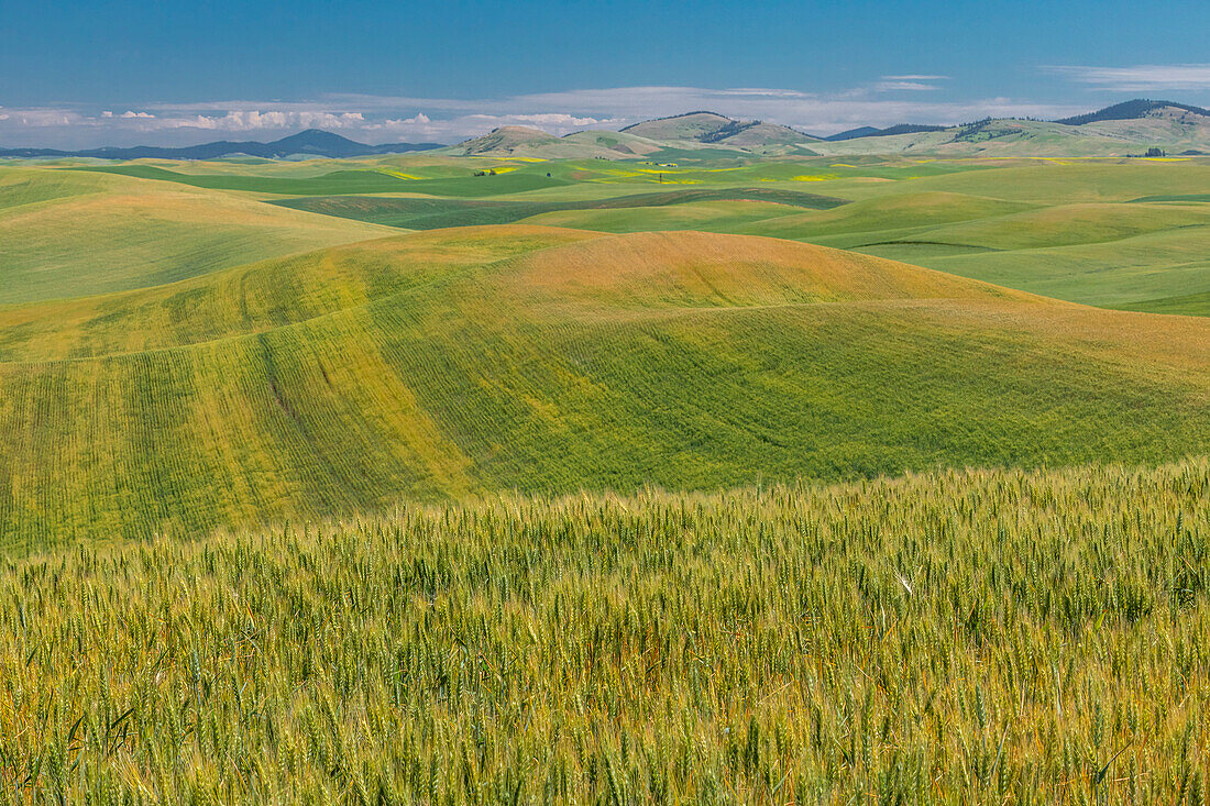 Wheat fields in Palouse region, Washington, USA