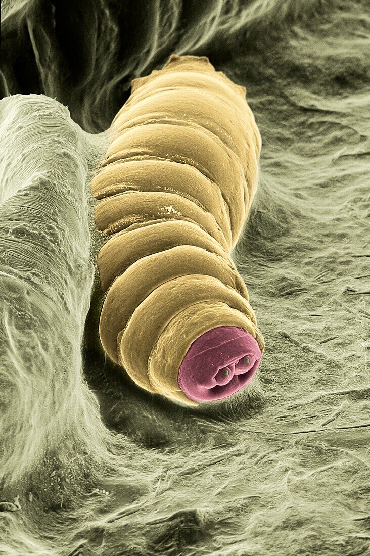 Drosophila melanogaster larvae in culture