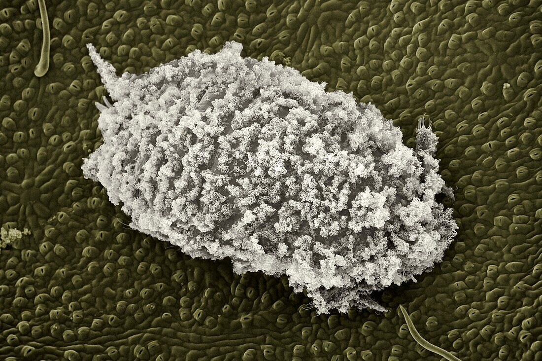 Glasshouse mealy bug, Planococcus citr