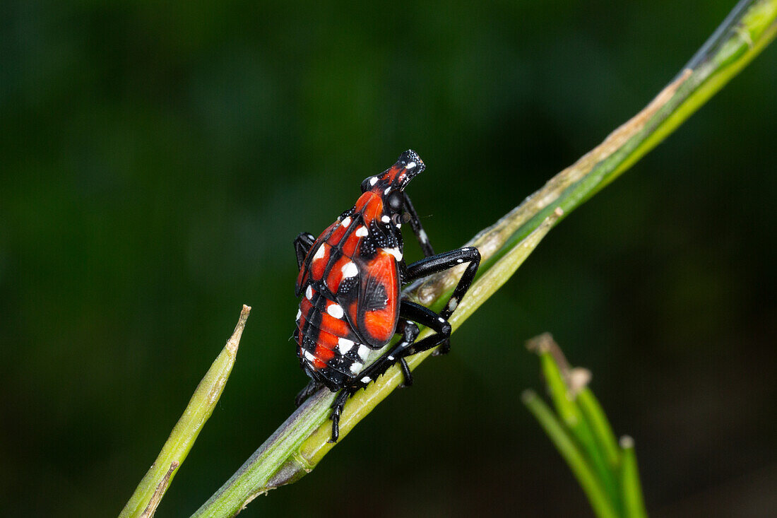 Spotted lanternfly nymph