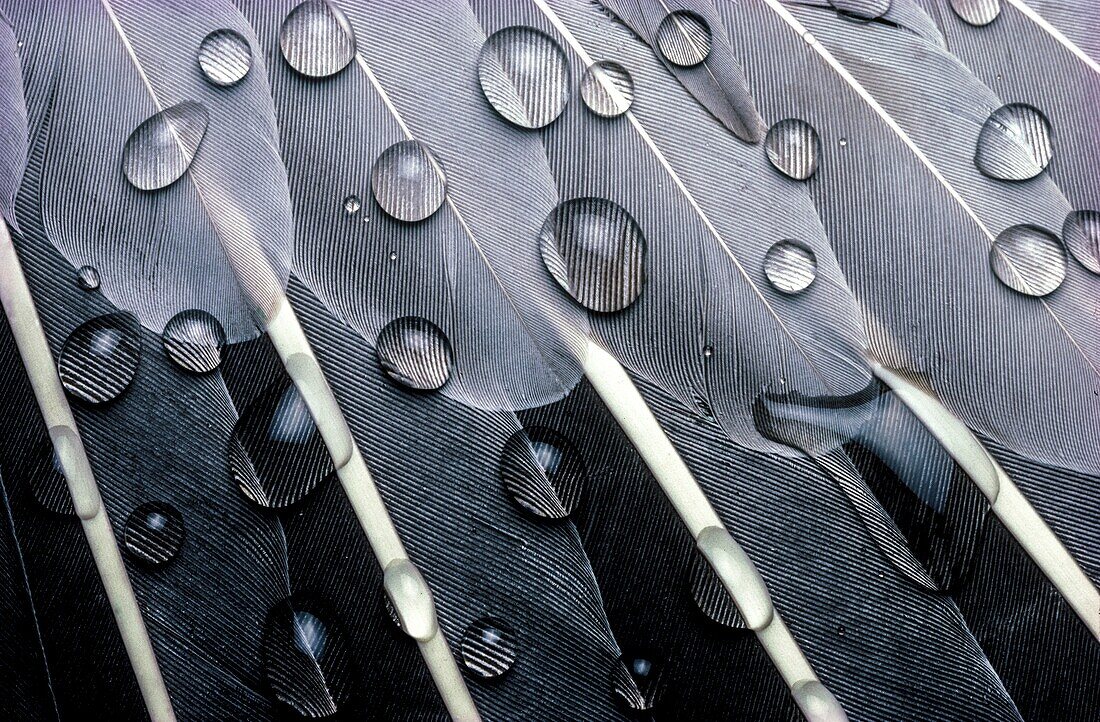 Water drops on a Greylag goose wing