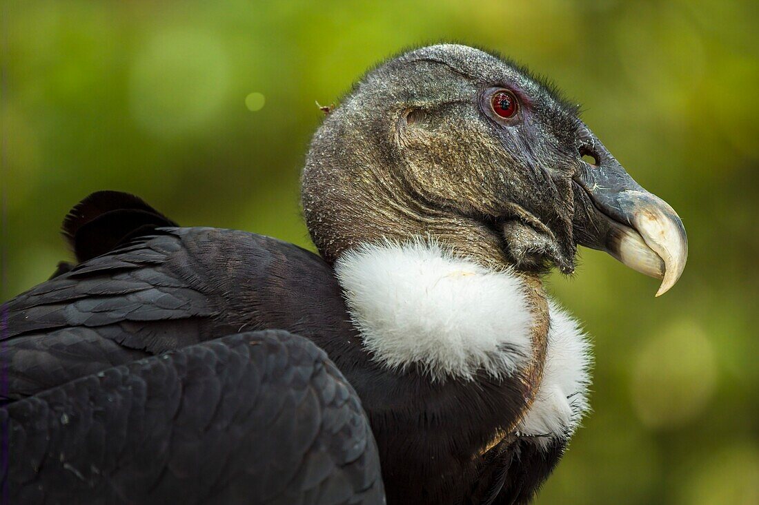 Female Andean Condor portrait