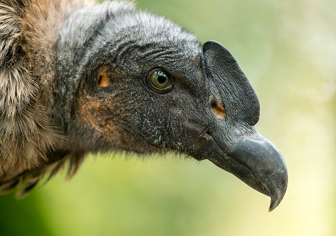 Young Male Andean Condor portrait